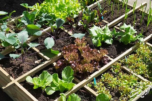 باغچه سبزیجات خانگی باغچه در خانه